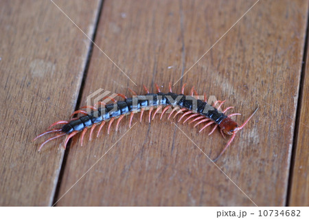 トビズムカデ 10734682