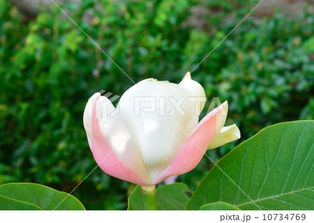 ウケザキオオヤマレンゲ 10734769