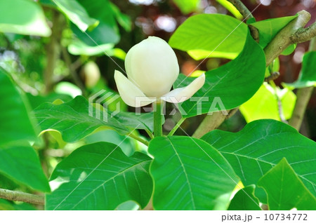 ウケザキオオヤマレンゲ ウケザキオオヤマレンゲ 10734772