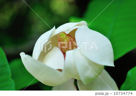 ウケザキオオヤマレンゲ 10734774