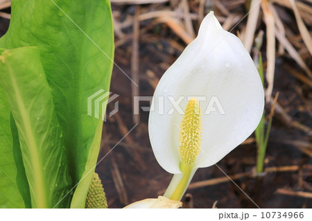 ミズバショウ 10734966