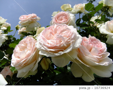 バラ(ブラン・ピエール・ドゥ・ロンサール) バラ(ブラン・ピエール・ドゥ・ロンサール) 10736924