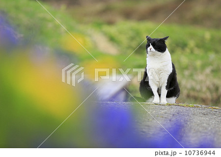 春まだ早い里山の猫 春まだ早い里山の猫 10736944