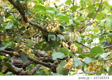 棚作りのキウイフルーツ 開花期 の写真素材