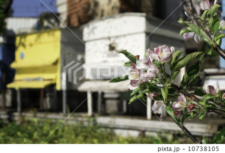 Flowers and swarm of bees 10738105