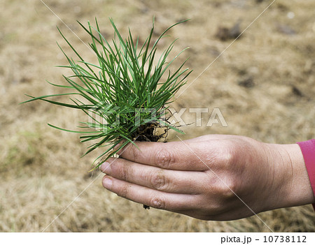 Turf grass and earth Turf grass and earth 10738112