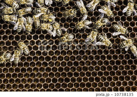 Close up honeycombs 10738135