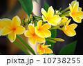 プルメリア 10738255