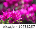 ブーゲンビリア 10738257
