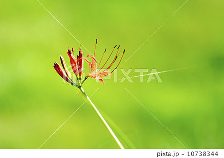 彼岸花とクモの糸 10738344