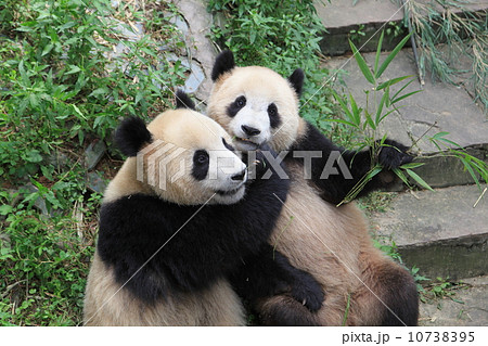 中国四川省のパンダ 10738395