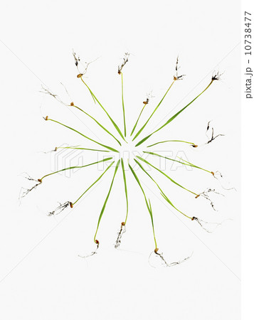 Studio shot of blades of grass with bulbs and roots 10738477
