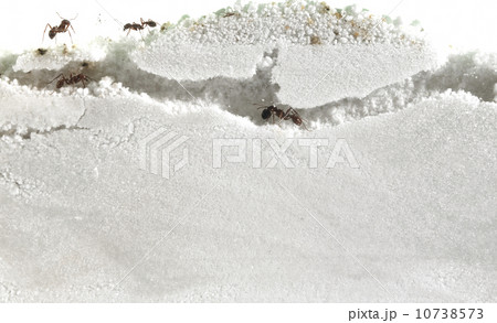 Close up of ants in sand Close up of ants in sand 10738573