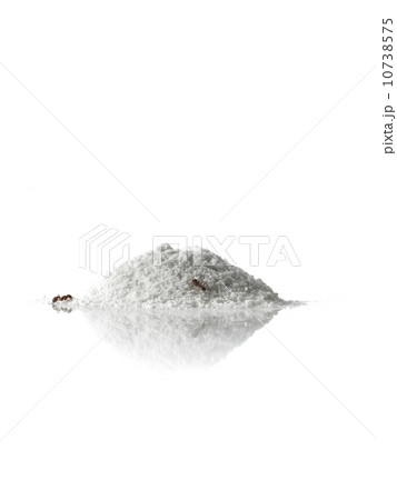 Close up of ants in sand 10738575