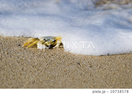Crab on the beach 10738578