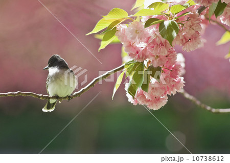 Kingbird perched on cherry tree branch 10738612