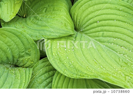 Dew on green leaves Dew on green leaves 10738660