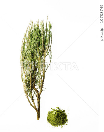 Studio shot of rosemary 10738749