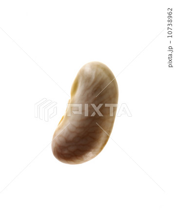 Close-up of white bean seed, studio shot Close-up of white bean seed, studio shot 10738962
