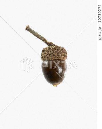 Studio shot of acorn 10739272