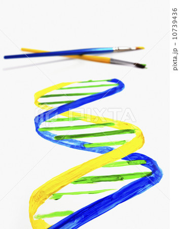 Paint brushes 10739436