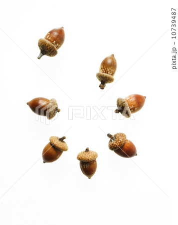 Acorns on white background 10739487