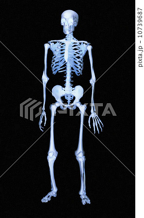Skeleton 10739687