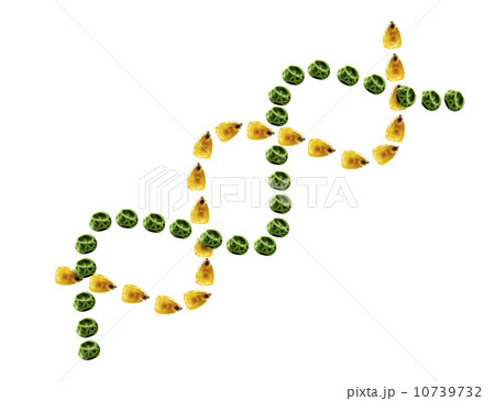 Studio shot of Yellow Corn Seeds and Pea Seeds making DNA strand shape on white background Studio shot of Yellow Corn Seeds and Pea Seeds making DNA strand shape on white background 10739732