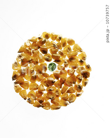 Studio shot of Yellow Corn Seeds and Pea Seed on white background Studio shot of Yellow Corn Seeds and Pea Seed on white background 10739757