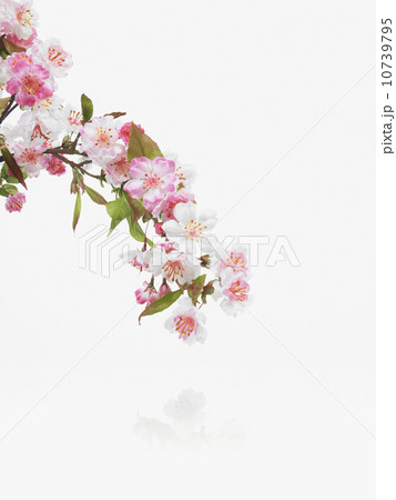 Apple blossoms Apple blossoms 10739795
