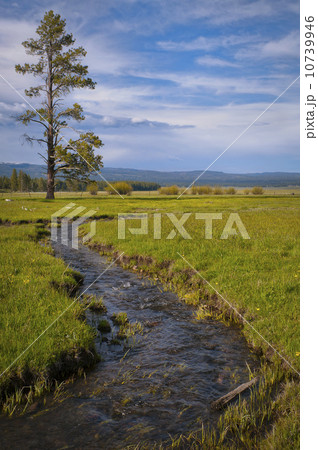 USA, Oregon, Scenic view of stream going through meadow 10739946