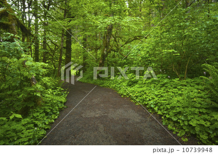USA, Oregon, Champoeg State Park, Footpath trough forest 10739948