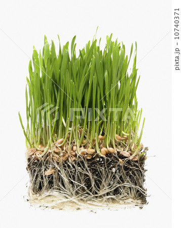 Studio shot of grass on soil 10740371
