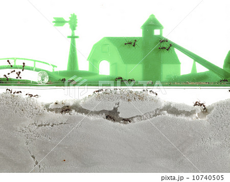 Close up of antquarium 10740505