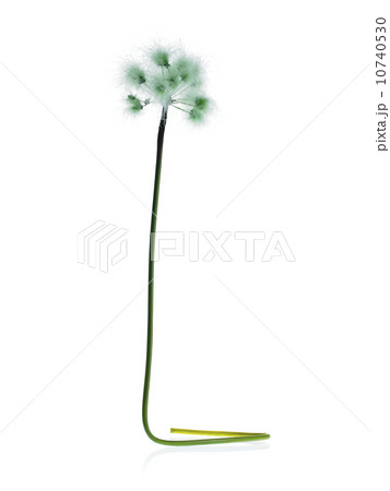 Dandelion stem on white background 10740530