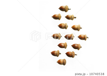 Acorns on white background 10740538