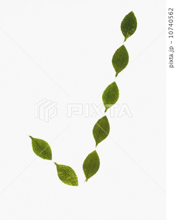 Studio shot of green leaves in row Studio shot of green leaves in row 10740562