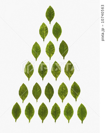 Studio shot of green leaves in pyramid shape Studio shot of green leaves in pyramid shape 10740563