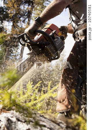 USA, Montana, Lakeside, lumberjack felling tree 10740581