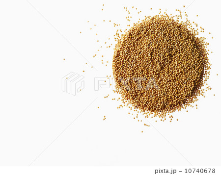 Studio shot of Mustard Powder on white background Studio shot of Mustard Powder on white background 10740678
