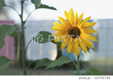 USA, Montana, Whitefish, Close-up of sunflower 10740749
