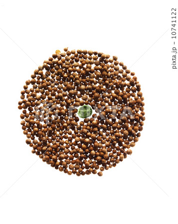 Studio shot of Cardamom Seeds and Pea Seed on white background 10741122