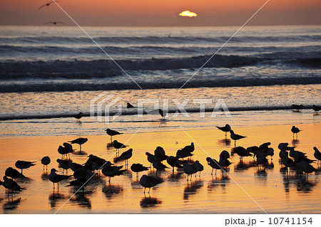 USA, Florida, Daytona Beach, Seabirds on beach USA, Florida, Daytona Beach, Seabirds on beach 10741154