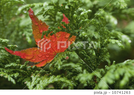 Wet red leaf on cedar tree 10741263