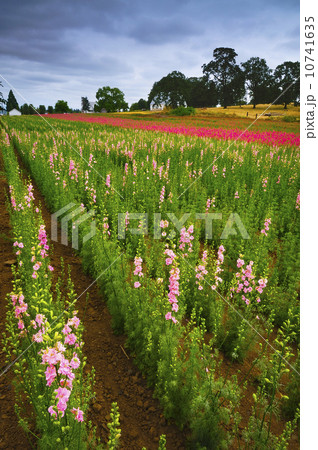 USA, Oregon, Larkspur flowers USA, Oregon, Larkspur flowers 10741635