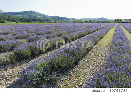 France, Drome, Piegros-la-Clastre, Lavender field 10741785