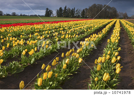 USA, Oregon, Wooden Shoe Tulip Farm 10741978