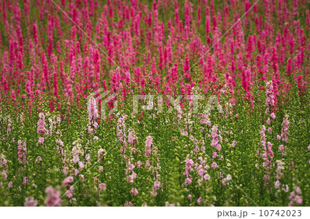 USA, Oregon, Larkspur flowers 10742023
