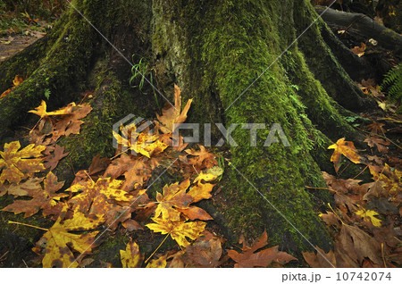 USA, Oregon, Silver Falls State Park, Tree trunk and leaves 10742074