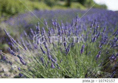 Close-up of lavender in field 10742157